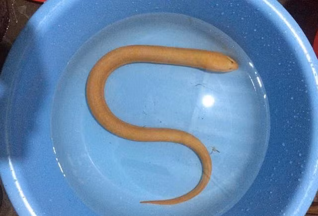 Con lươn có màu vàng óng toàn thân.