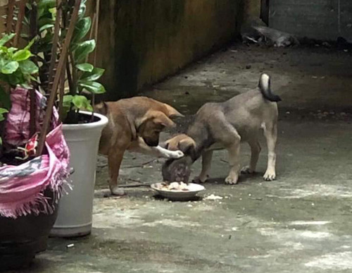 Ăn ngoan chóng lớn nào.