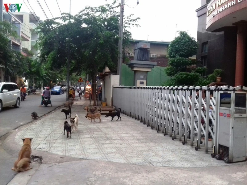 Chó thả rông khắp trên các đường phố Bình Dương.
