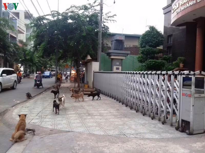 Chó thả rông khắp trên các đường phố Bình Dương.
