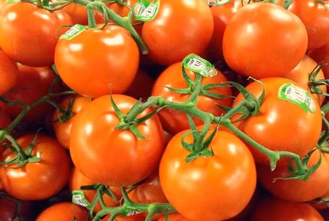 Lạ lùng cà chua... cay như ớt 