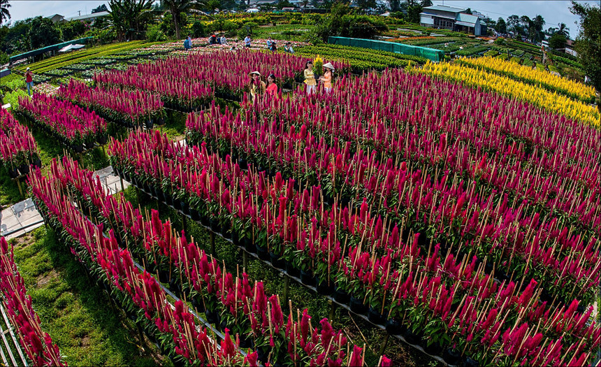 Ho Sa Đéc được chăm sóc cẩn thận Ho Sa Đéc được chăm sóc cẩn thận