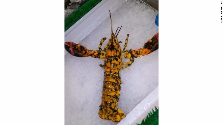 phat hien tom hum cuc hiem, 30 trieu con moi co 1 hinh anh 1