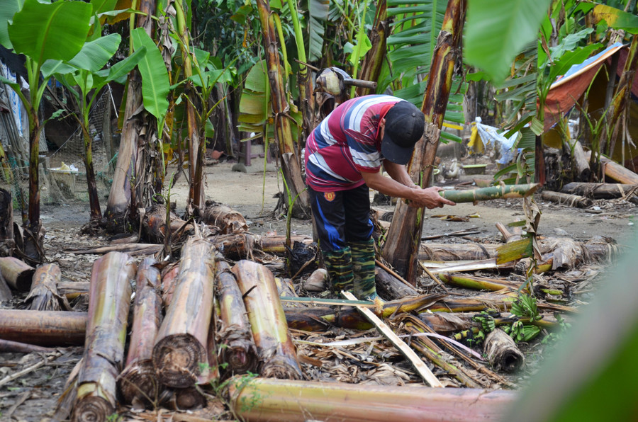 Bè chuối là giải pháp của hầu hết người dân vùng rốn lũ Hành Tín Đông nhằm giảm tránh thiệt hại đàn vật nuôi khi lũ đổ về. &quot;Chính quyền cũng đã khuyến cáo người dân cẩn trọng với đợt mưa lớn này, đến thời điểm này các gia đình đã chủ động đưa tài sản có giá trị lên cao và cập nhật thông tin về thời tiết qua các phương tiện truyền thông đại chúng&quot;, ông Nguyễn Ngọc Sinh - Phó Chủ tịch UBND xã Hành Tín Đông cho biết.