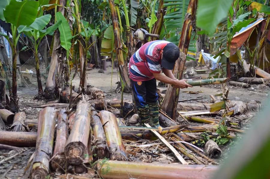 Bè chuối là giải pháp của hầu hết người dân vùng rốn lũ Hành Tín Đông nhằm giảm tránh thiệt hại đàn vật nuôi khi lũ đổ về. "Chính quyền cũng đã khuyến cáo người dân cẩn trọng với đợt mưa lớn này, đến thời điểm này các gia đình đã chủ động đưa tài sản có giá trị lên cao và cập nhật thông tin về thời tiết qua các phương tiện truyền thông đại chúng", ông Nguyễn Ngọc Sinh - Phó Chủ tịch UBND xã Hành Tín Đông cho biết.