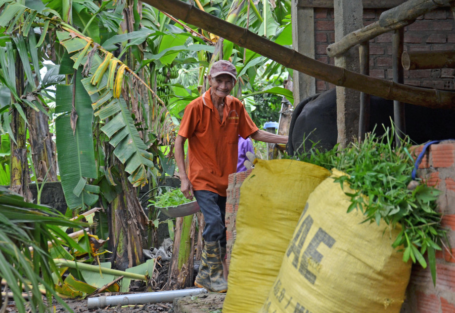Đề phòng lũ có thể xuất hiện, từ chiều 13/10, ông Nguyễn Ngữ đã chuẩn bị sẵn cỏ tươi cho bò vào những ngày mưa sắp tới.