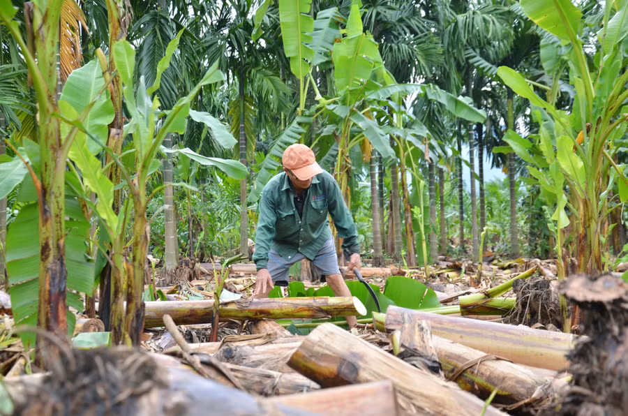 Ông Dũng đang đốn hạ những cây chuối còn sót lại trong vườn. Ảnh hưởng bão số 4 (bão Noru), tại xã Hành Tín Đông - vùng chuyên canh chuối ngự lớn nhất nhì tỉnh Quảng Ngãi toàn bộ diện tích chuối đến tuổi thu hoạch đã bị ngã đổ.