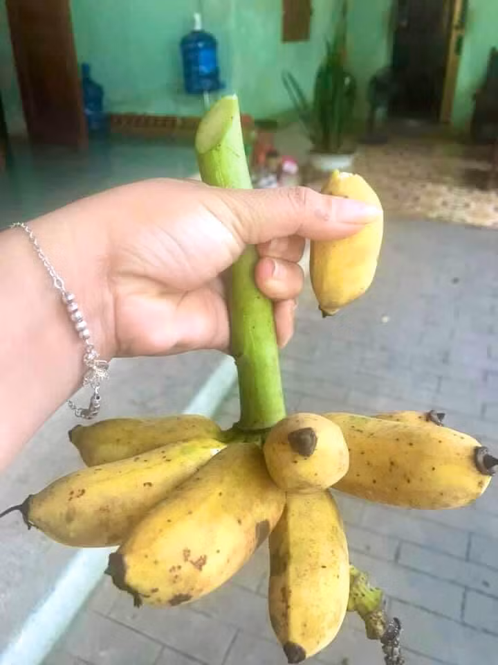 Cầm “buồng” chuối trên tay mà mát lòng mát dạ.