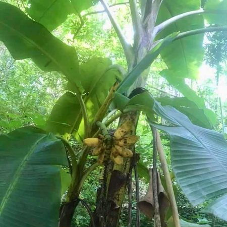 Cả buồng chuối chỉ được 1 nải 7 quả.
