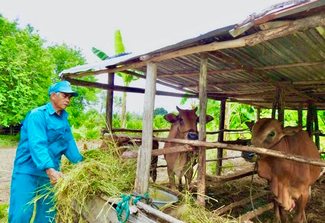 Nhờ nhận khoán bảo vệ rừng. Hộ ông Trân Tô Ha Riết, ở thôn Lập Lá, xã Lâm Sơn, huyện Ninh Sơn, tỉnh Ninh Thuận đã có được ba con bò cái, trị giá hơn 50 triệu đồng .