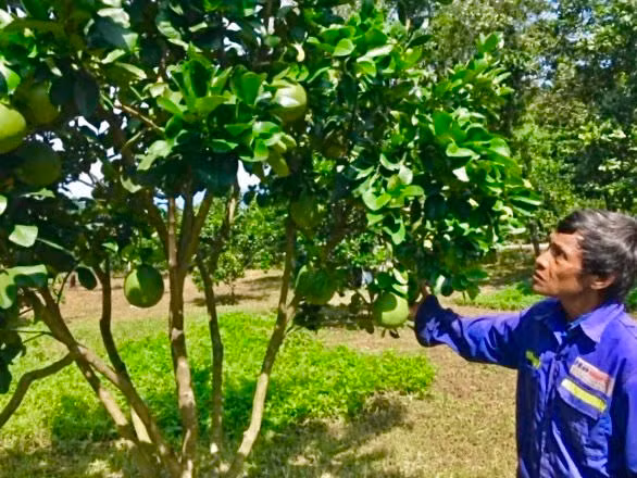 Anh Pi năng Vanh ở thôn Bạc Rây 2, xã Phước Bình, huyện Bác Ái, tỉnh Ninh Thuận phấn khởi với vườn trồng bưởi da xanh đang trĩu quả, đợi ngày thu hoạch mùa vụ năm 2020 .