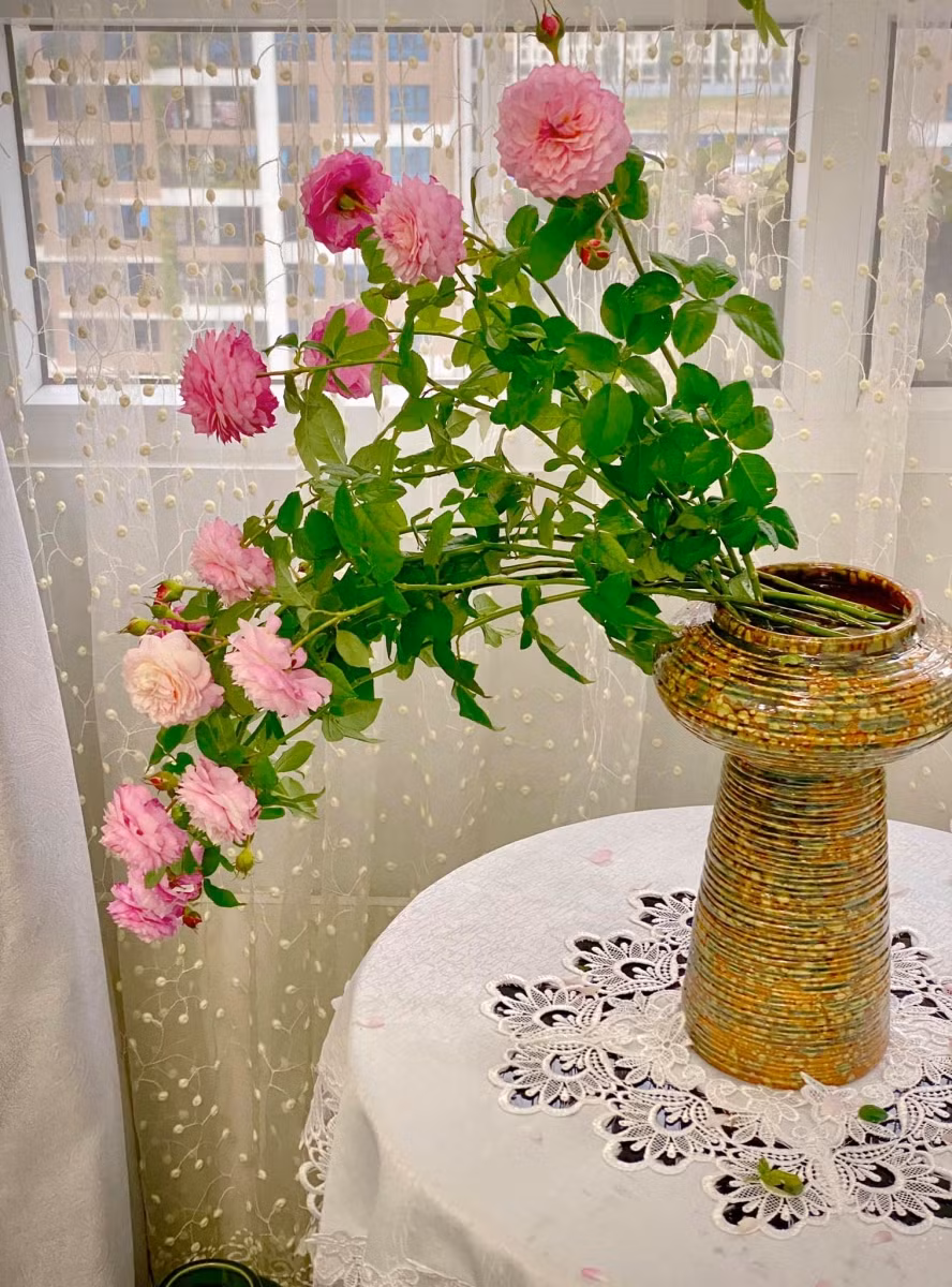 Cắm dần lên phía trên.