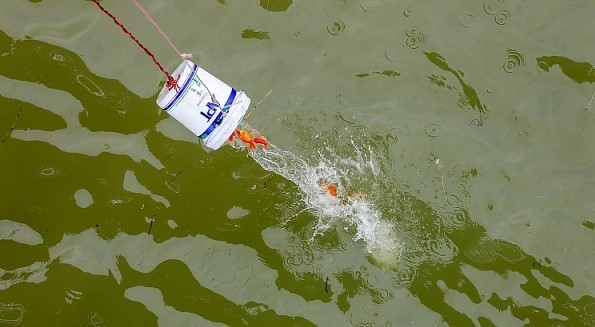 Cá được các bạn tình nguyện viên cho vào thùng, rồi từ từ thả xuống sông, hạn chế tối đa số lượng cá chết. Ảnh: Đ.T.Q (Laodong.vn).