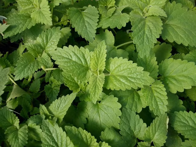 4 loại cây là kẻ thù của muỗi, nhất định phải trồng trong nhà ảnh 4