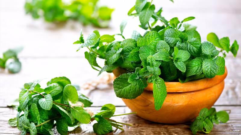 4 loại cây là kẻ thù của muỗi, nhất định phải trồng trong nhà ảnh 3