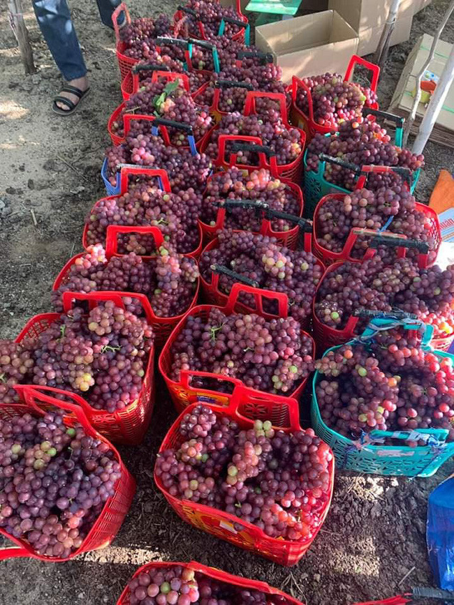 Nho đỏ Ninh Thuận vào mùa, giá chỉ 50k/kg bán khắp chợ mạng: Tiểu thương chỉ dẫn cách nhận biết nho Ninh Thuận "chuẩn xịn" - Ảnh 3. Nho đỏ Ninh Thuận vào mùa, giá chỉ 50k/kg bán khắp chợ mạng: Tiểu thương chỉ dẫn cách nhận biết nho Ninh Thuận "chuẩn xịn" - Ảnh 3.