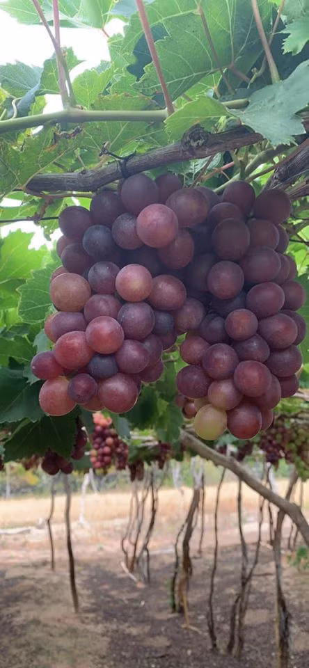 Nho đỏ Ninh Thuận vào mùa, giá chỉ 50k/kg bán khắp chợ mạng: Tiểu thương chỉ dẫn cách nhận biết nho Ninh Thuận "chuẩn xịn" - Ảnh 2.