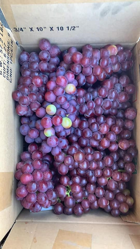 Nho đỏ Ninh Thuận vào mùa, giá chỉ 50k/kg bán khắp chợ mạng: Tiểu thương chỉ dẫn cách nhận biết nho Ninh Thuận "chuẩn xịn" - Ảnh 4. Nho đỏ Ninh Thuận vào mùa, giá chỉ 50k/kg bán khắp chợ mạng: Tiểu thương chỉ dẫn cách nhận biết nho Ninh Thuận "chuẩn xịn" - Ảnh 4.