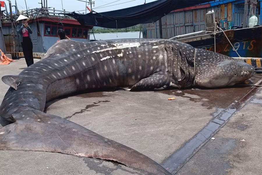 Con cá mập voi có kích thước khủng, nặng khoảng 2,5 tấn. (Ảnh: NDCC)