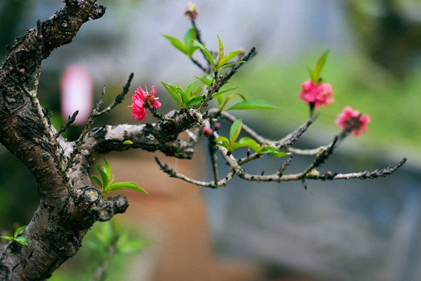 Bước chân ra cửa thấy điềm báo này, vận may sắp mỉm cười với bạn