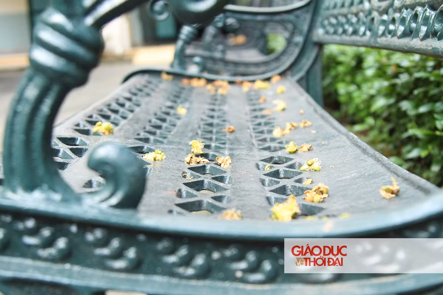 Hàng ghế còn vương hoa nơi góc sân trường.