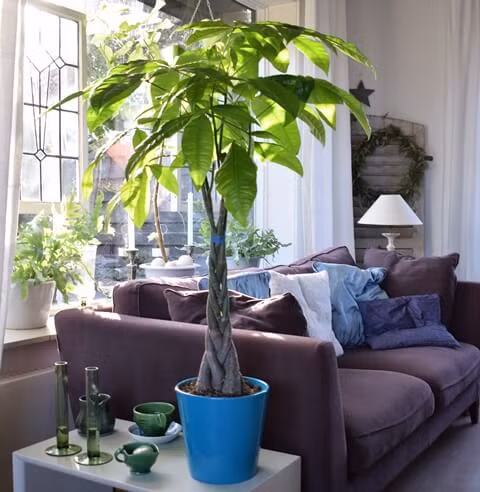 Vị trí trồng cây xanh mang năng lượng tích cực cho gia đình trong tháng cô hồn ảnh 1