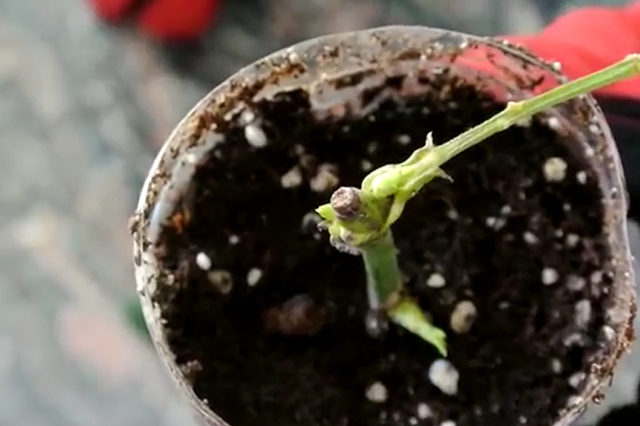 Cách trồng hoa hồng từ cành siêu đơn giản siêu nhanh, giúp bạn sớm có vườn hồng như mơ - Ảnh 7.