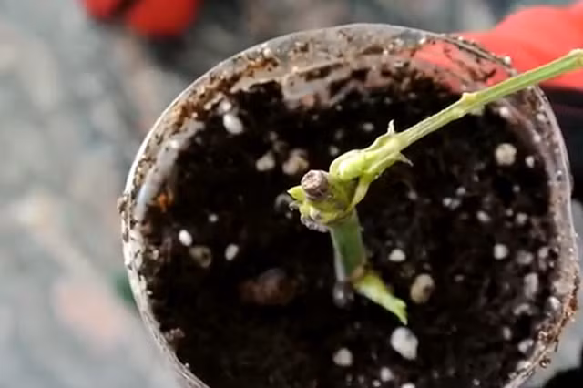 Cách trồng hoa hồng từ cành siêu đơn giản siêu nhanh, giúp bạn sớm có vườn hồng như mơ - Ảnh 7.