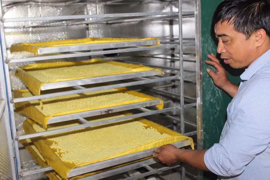 mang cu la "dui" tren dat nui, 1 nam sau quay len dao ban ra tien hinh anh 5