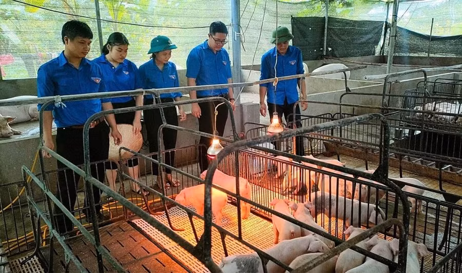 Anh Phạm Quang Trung (Ngoài cùng bên phải) kết hợp hiệu quả giữa mô hình trồng trọt và chăn nuôi. Anh Phạm Quang Trung (Ngoài cùng bên phải) kết hợp hiệu quả giữa mô hình trồng trọt và chăn nuôi.