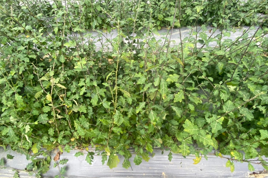 Cà gai leo là một trong số cây dược liệu cho thu nhập cao. (Ảnh: NT). Cà gai leo là một trong số cây dược liệu cho thu nhập cao. (Ảnh: NT).