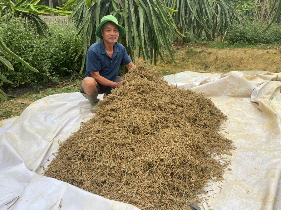 Dược liệu đã được sấy khô trước khi mang đi tiêu thụ. (Ảnh: NT). Dược liệu đã được sấy khô trước khi mang đi tiêu thụ. (Ảnh: NT).