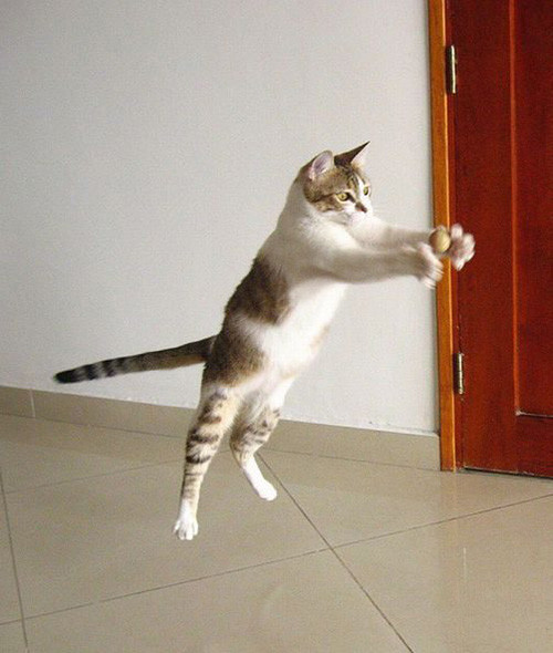 Phút giây hài hước đến sái quai hàm của động vật ảnh 10