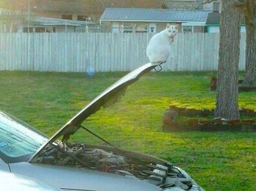 Bệnh tự kỷ xuất hiện ở động vật.