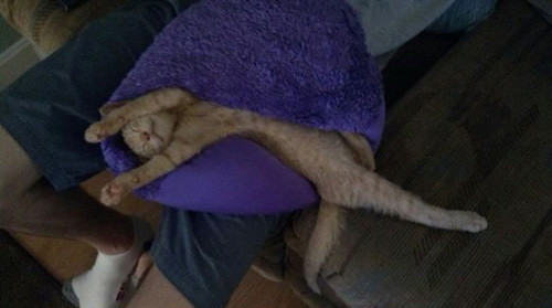 Phút giây hài hước đến sái quai hàm của động vật ảnh 4