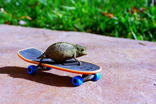 Phút giây hài hước đến sái quai hàm của động vật ảnh 7