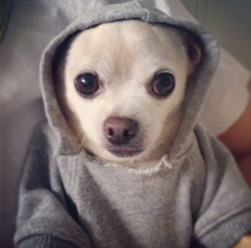 Phút giây hài hước đến sái quai hàm của động vật ảnh 12