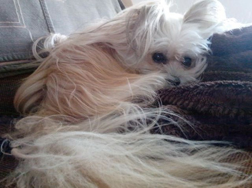 Phút giây hài hước đến sái quai hàm của động vật ảnh 8