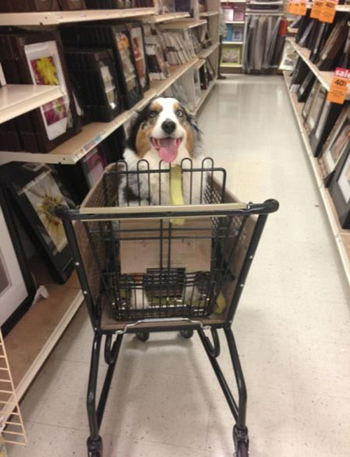 Phút giây hài hước đến sái quai hàm của động vật ảnh 11