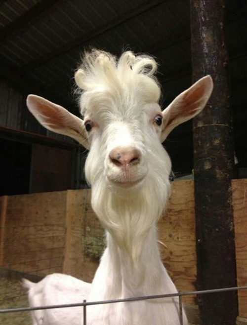 Phút giây hài hước đến sái quai hàm của động vật ảnh 6