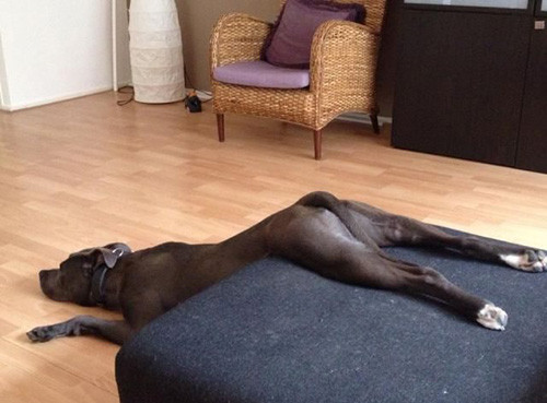 Phút giây hài hước đến sái quai hàm của động vật ảnh 5