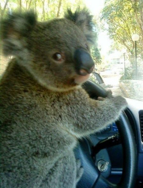 Phút giây hài hước đến sái quai hàm của động vật ảnh 2