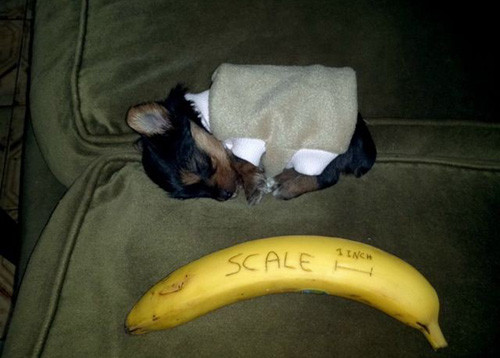 Phút giây hài hước đến sái quai hàm của động vật ảnh 15