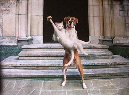 Phút giây hài hước đến sái quai hàm của động vật ảnh 1