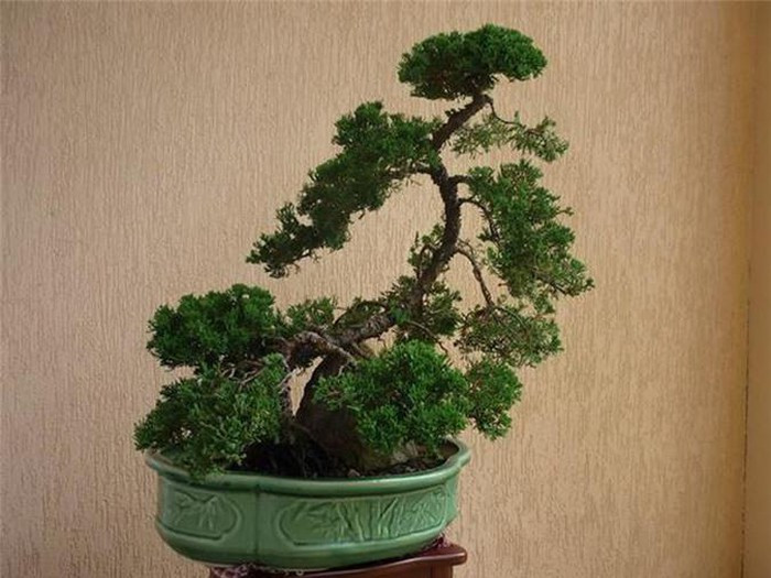 5 loại cây phong thủy đẹp mấy cũng không rước vào nhà ảnh 2 5 loại cây phong thủy đẹp mấy cũng không rước vào nhà ảnh 2