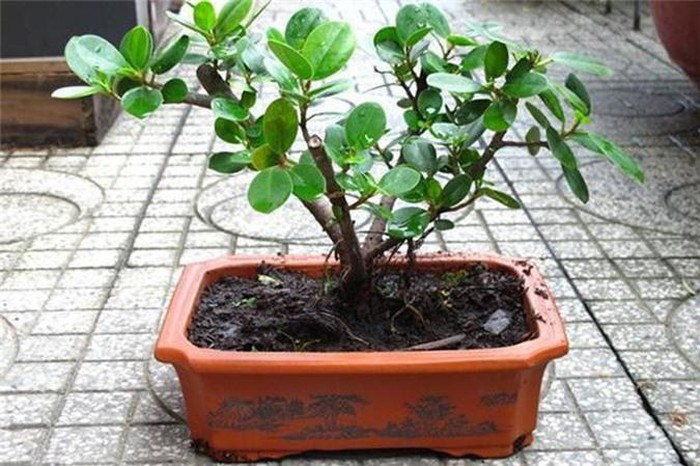 5 loại cây phong thủy đẹp mấy cũng không rước vào nhà ảnh 3 5 loại cây phong thủy đẹp mấy cũng không rước vào nhà ảnh 3