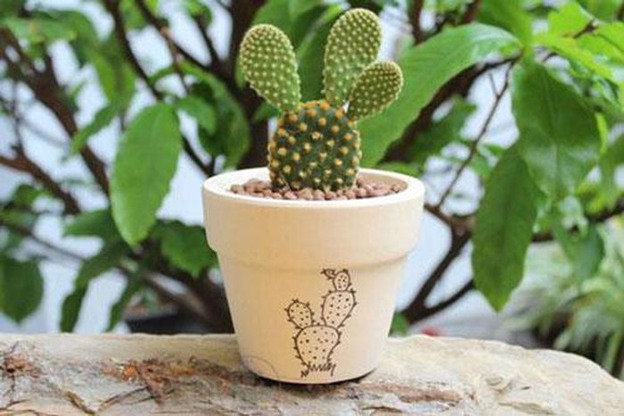 5 loại cây phong thủy đẹp mấy cũng không rước vào nhà ảnh 1 5 loại cây phong thủy đẹp mấy cũng không rước vào nhà ảnh 1