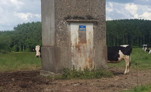 Chú bò có thân hình dài nhất thế giới?