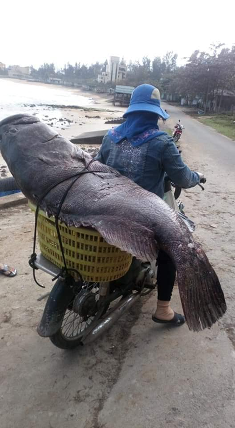 Ngư dân Quảng Trị bắt được con cá mú... khổng lồ - ảnh 2