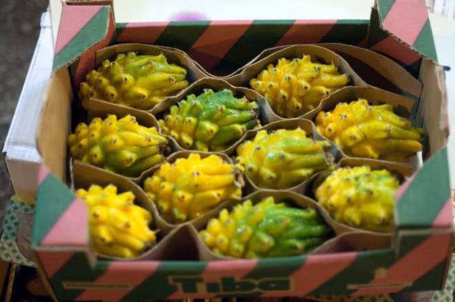 Giá chát: 1 triệu đồng/kg thanh long vàng trưng Tết